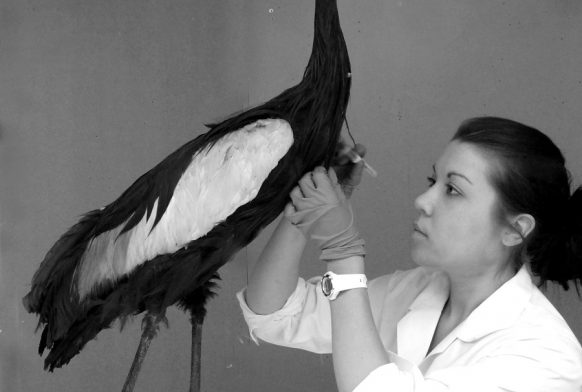 Conserving our taxidermy