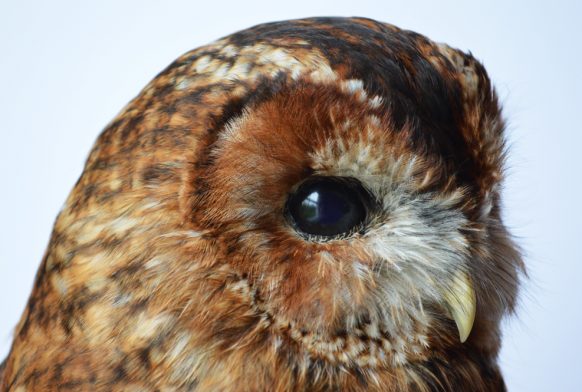 Ethical taxidermy: where do the animals come from?