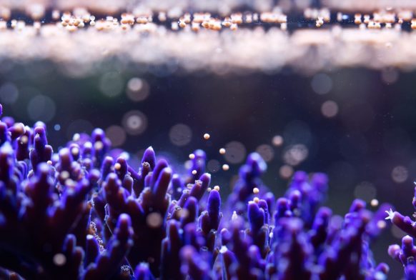 Double celebration for Horniman’s coral researchers