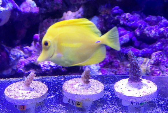 Plastic bag charge to raise funds for Project Coral