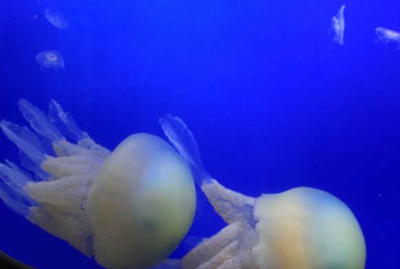 Barrel Jellyfish