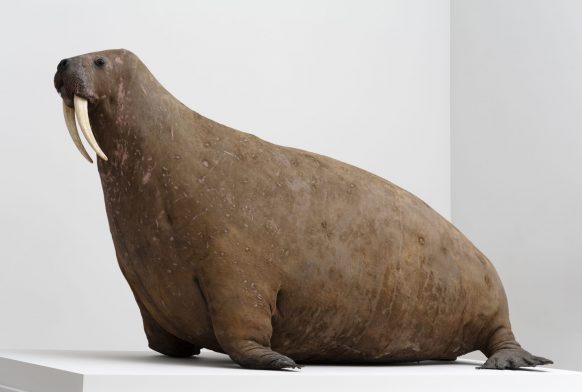 Ever wondered how to lift a one-ton Walrus?