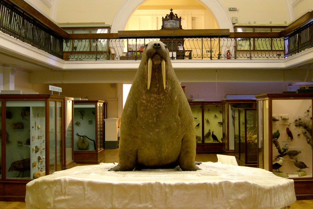 A overly round taxidermy walrus