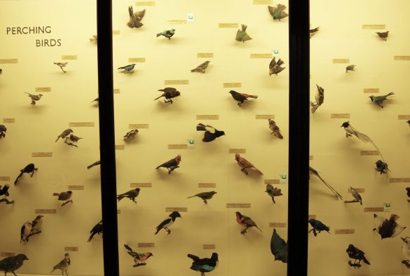 Helena Hunter to highlight decline in bird species for Artquest research residency at the Horniman