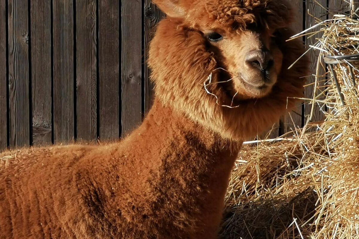 A tan alpaca