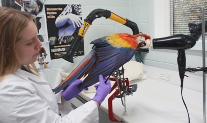 Preparing our Scarlet Macaw