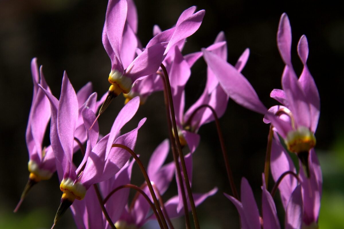 Purple Dodecatheon meadia
