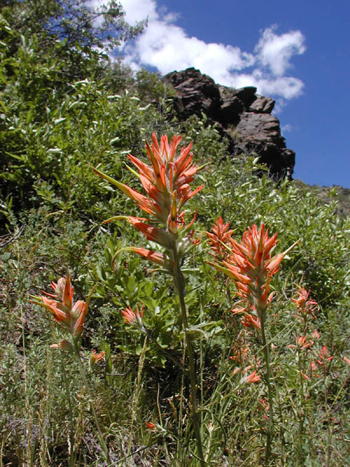 spiky orange flowers on green stalks in a sunny hillside on a blue day