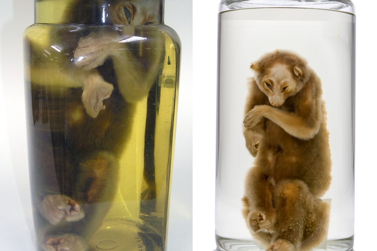 slow loris in jar before and after its move