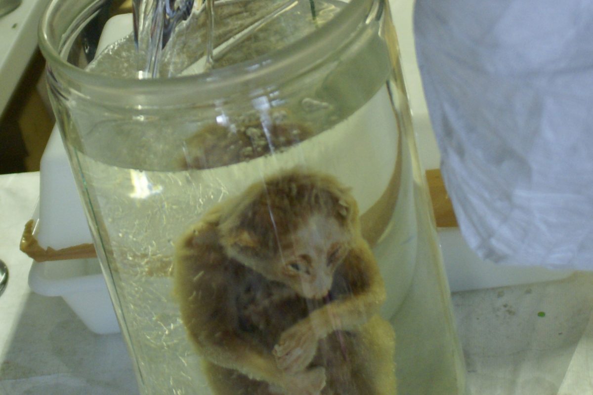 Wet specimen jar being refilled