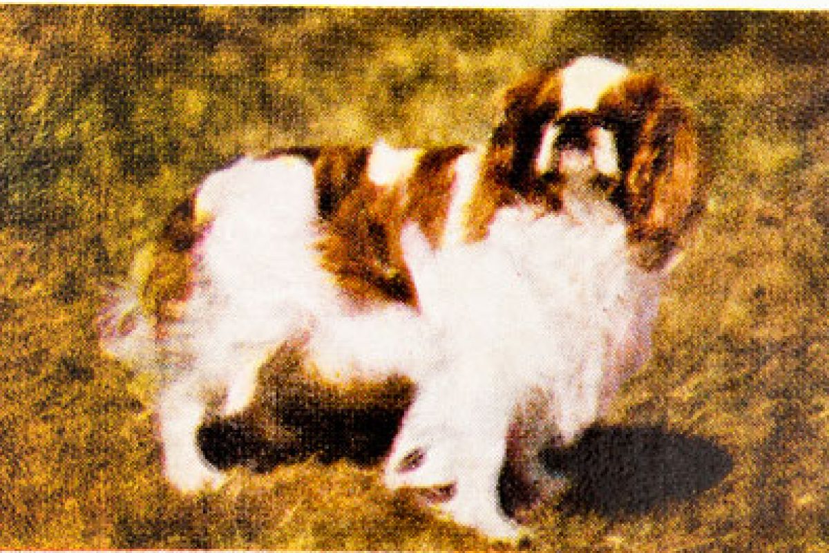 postcard with black and white dog