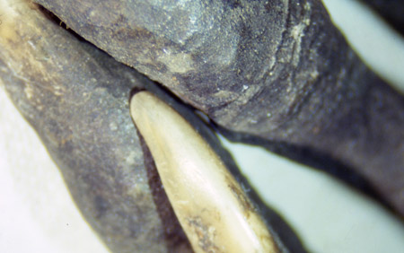 A talon of the merman